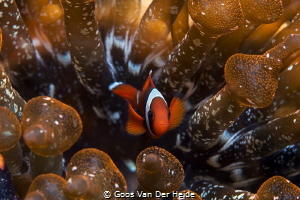 Juvenile Anemone fish hiding in his anemone by Goos Van Der Heide 